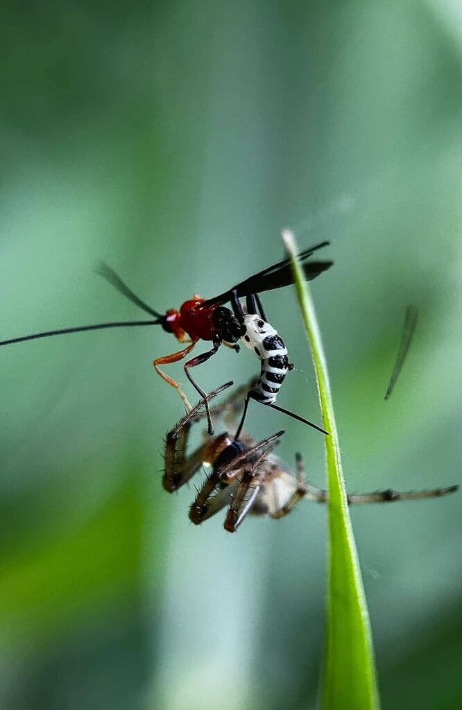 Parasitoid wasp (Eriostethus pulcherrimus) and Common Web spider (Neoscona theisi), Gregory River, Whitsunday region Nth Qld by Tony Vernon