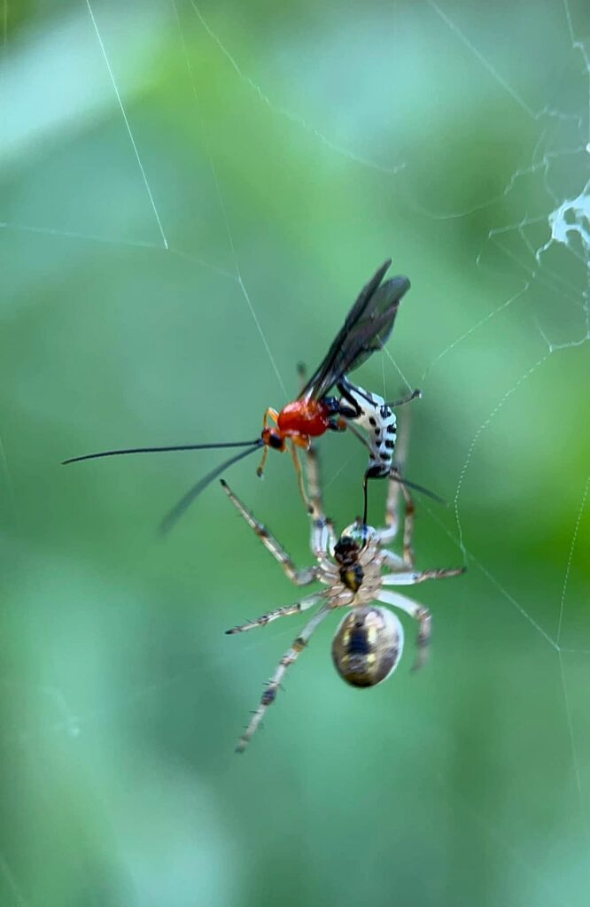 Parasitoid wasp (Eriostethus pulcherrimus) and Common Web-spider (Neoscona theisi), Gregory River, Whitsunday region Nth Qld by Tony Vernon