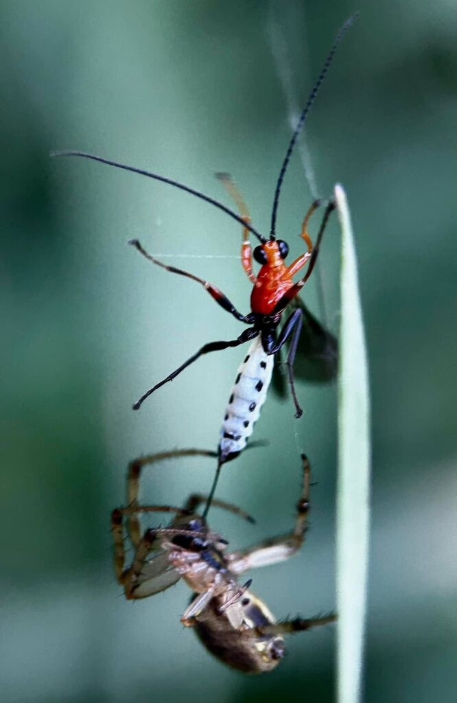 Parasitoid wasp (Eriostethus pulcherrimus) and Common Web-spider (Neoscona theisi), Gregory River, Whitsunday region Nth Qld by Tony Vernon