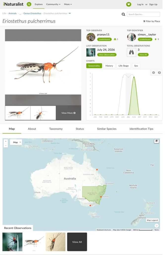 Parasitoid wasp (Eriostethus pulcherrimus) and Common Web-spider (Neoscona theisi), Gregory River, Whitsunday region Nth Qld - Tony Vernon