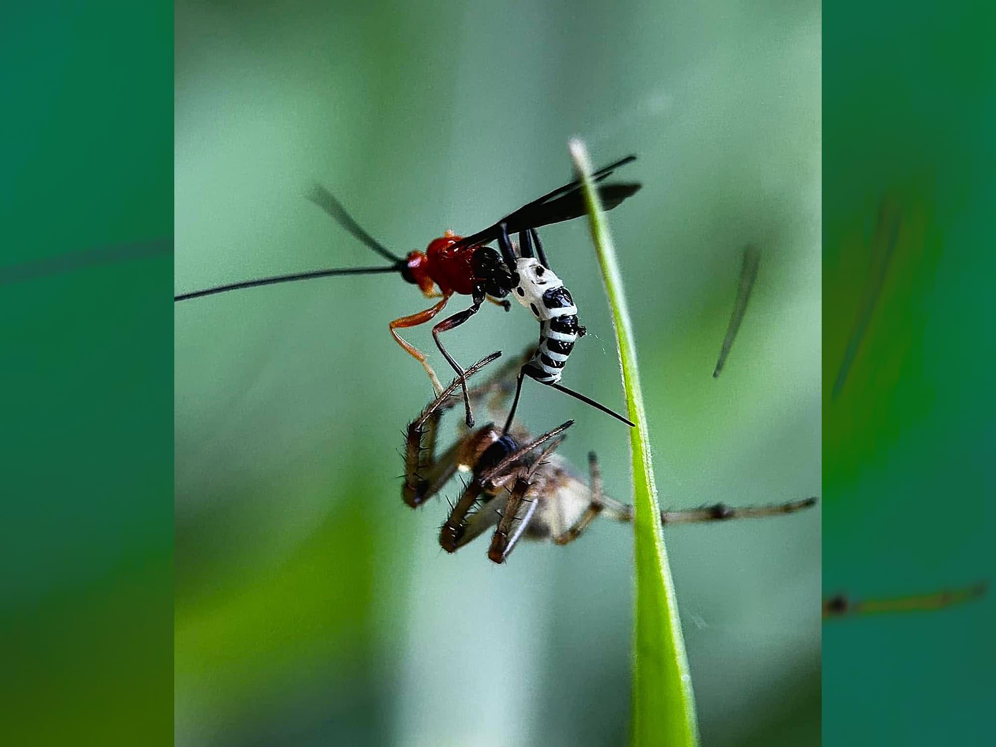 Parasitoid wasp (Eriostethus pulcherrimus) and Common Web-spider (Neoscona theisi) © Tony Vernon