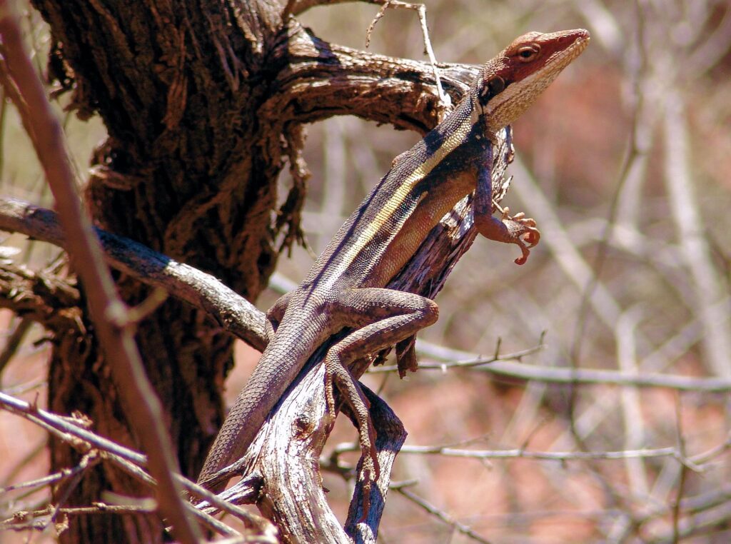 Long-nosed Dragon (Gowidon longirostris) at the rest area in the Finke Gorge National Park NT