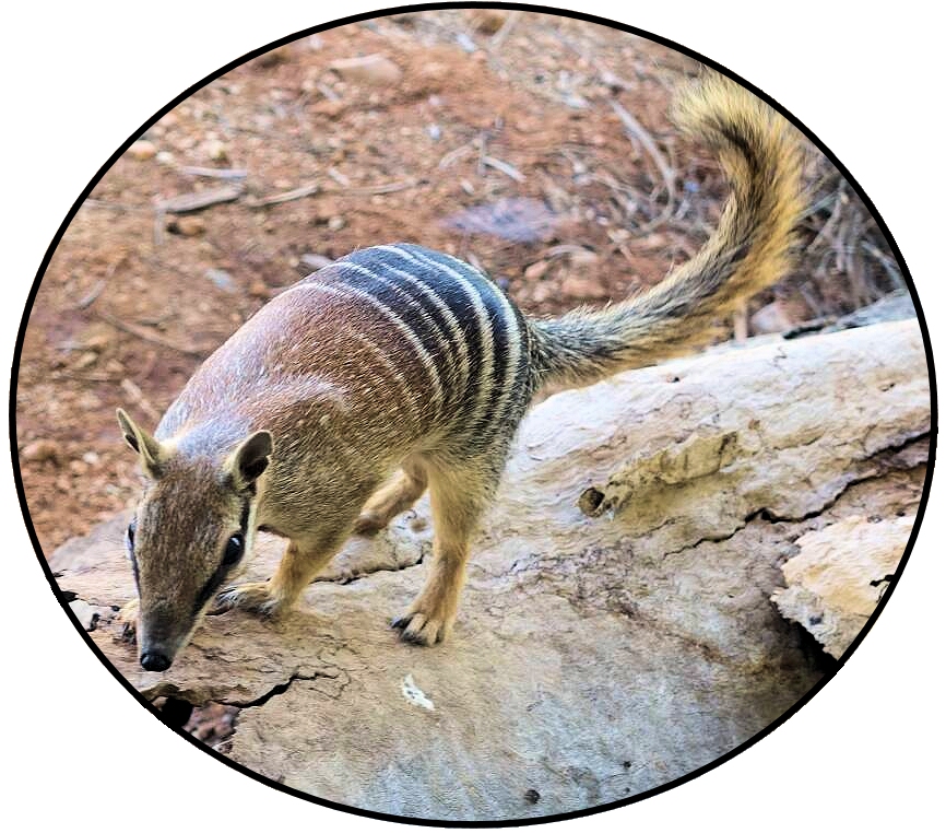 Numbat (Myrmecobius fasciatus), Alice Springs Desert Park