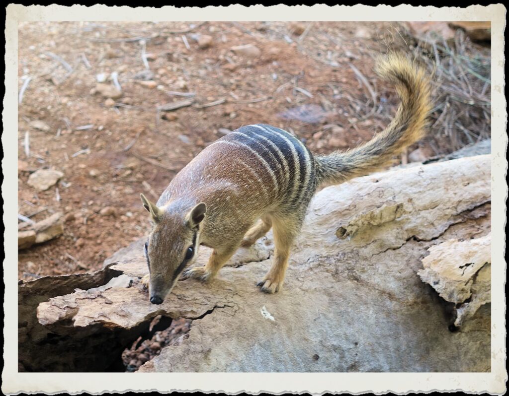 Numbat (Myrmecobius fasciatus)