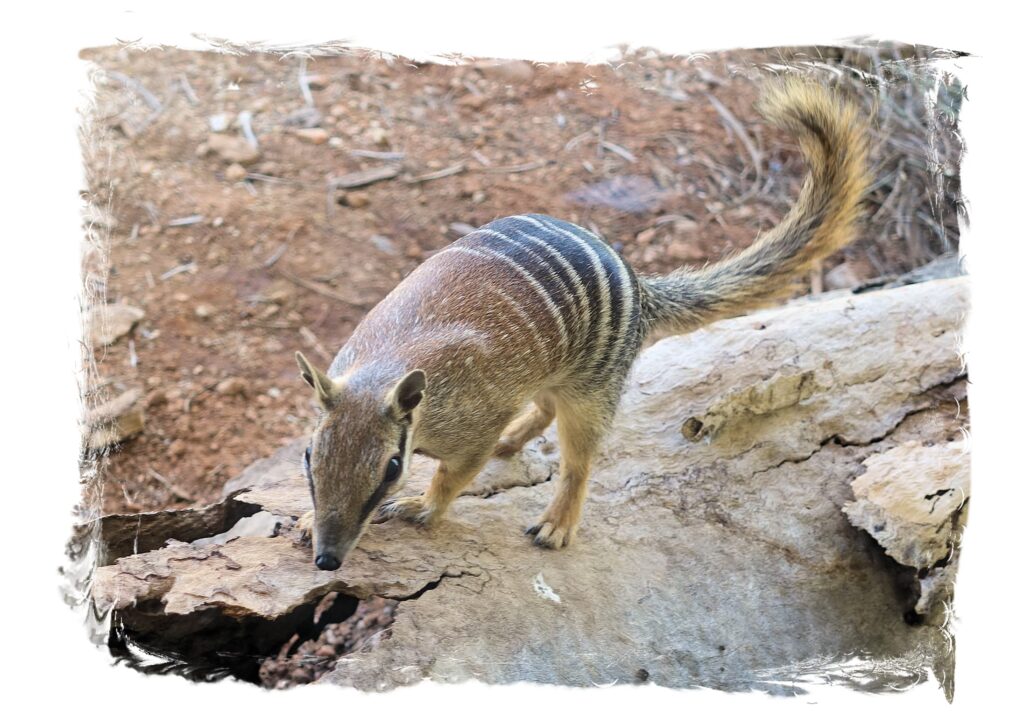 Numbat (Myrmecobius fasciatus)