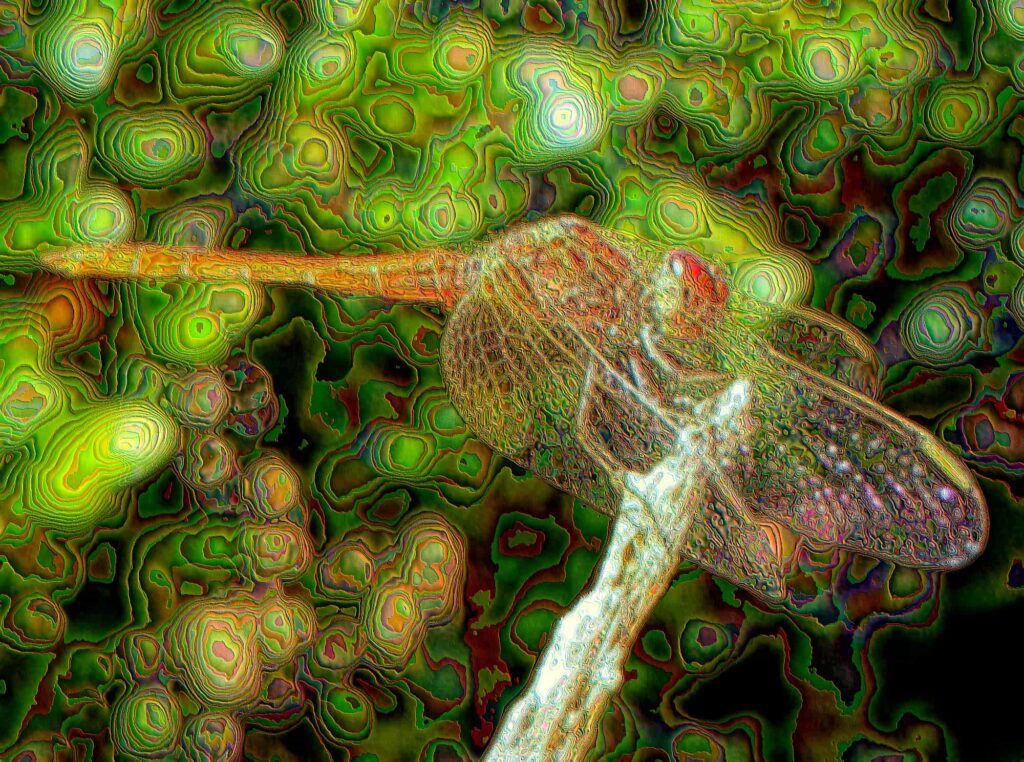 Scarlet Percher (Diplacodes haematodes)