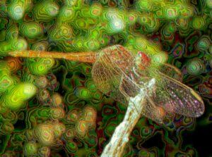 Scarlet Percher (Diplacodes haematodes)