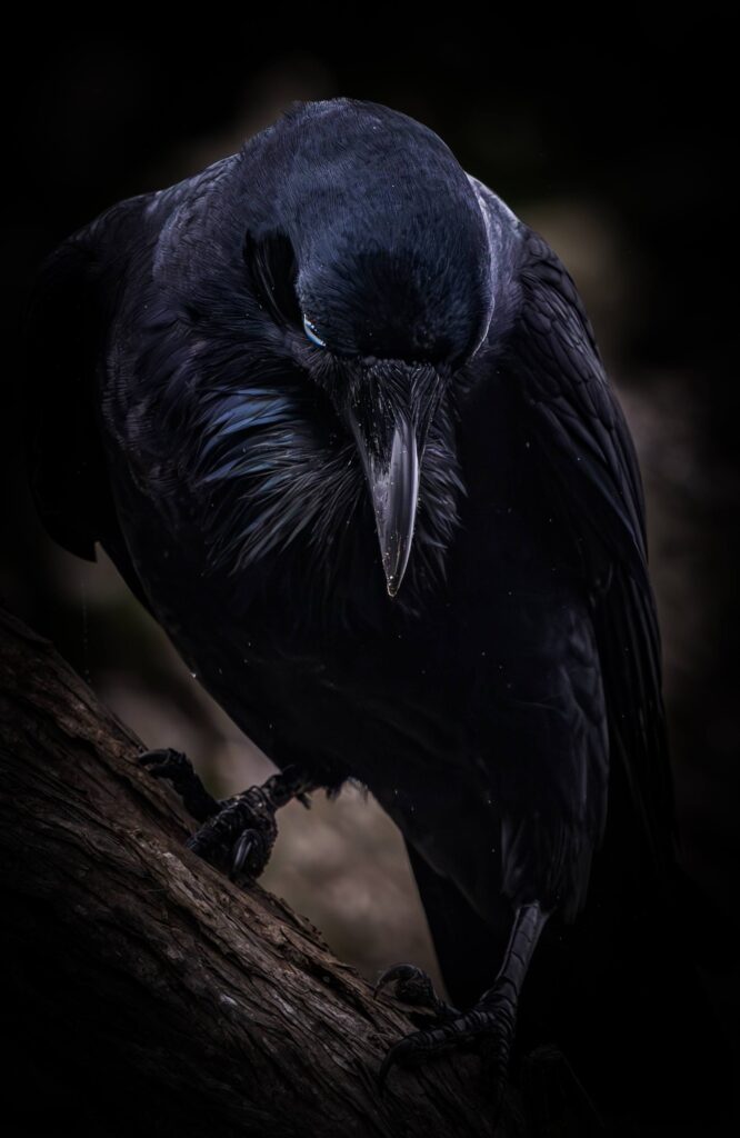 Australian Raven (Corvus coronoides) © Matt Laughton﻿