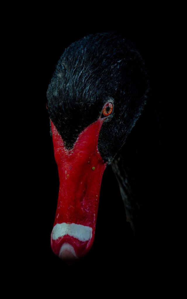 Black Swan © Matt Laughton﻿
