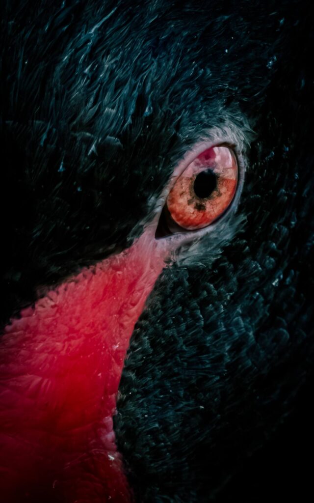 Black Swan © Matt Laughton﻿