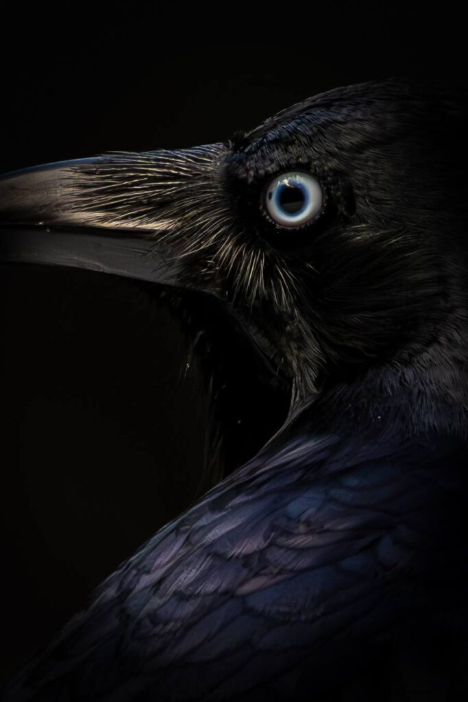Australian Raven (Corvus coronoides) © Matt Laughton﻿