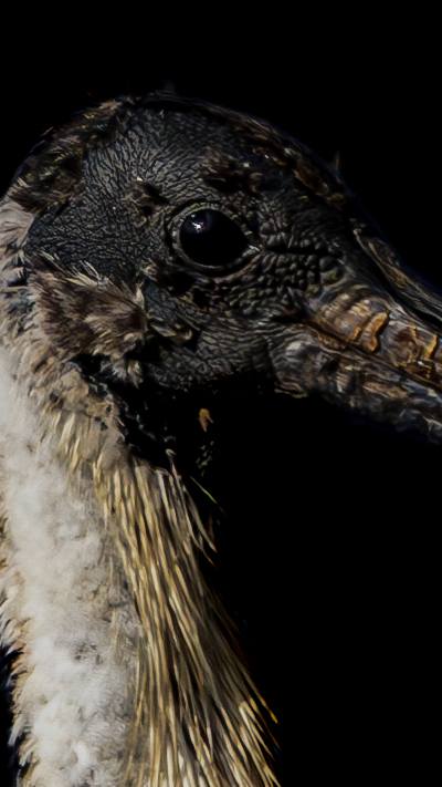 Straw-necked Ibis © Matt Laughton﻿