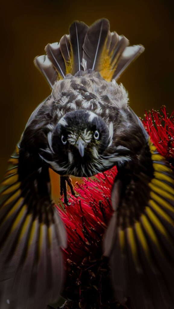 New Holland Honeyeater © Matt Laughton﻿