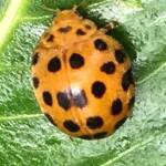 28 Spotted Ladybird Beetle (Epilachna vigintioctopunctata), Roma QLD