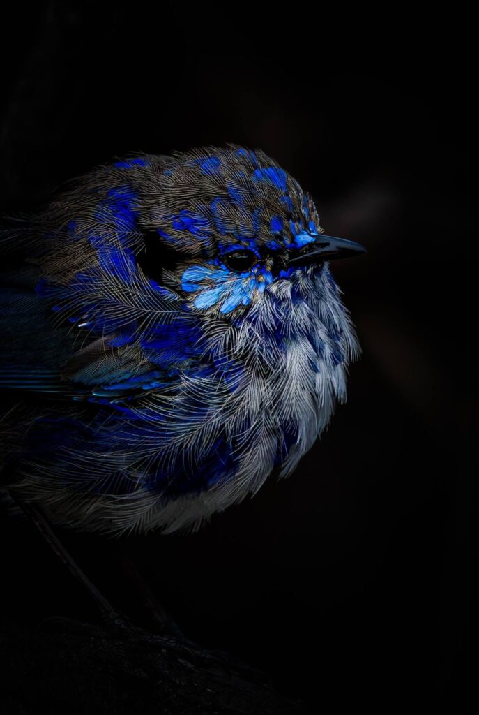 Splendid Fairywren © Matt Laughton﻿