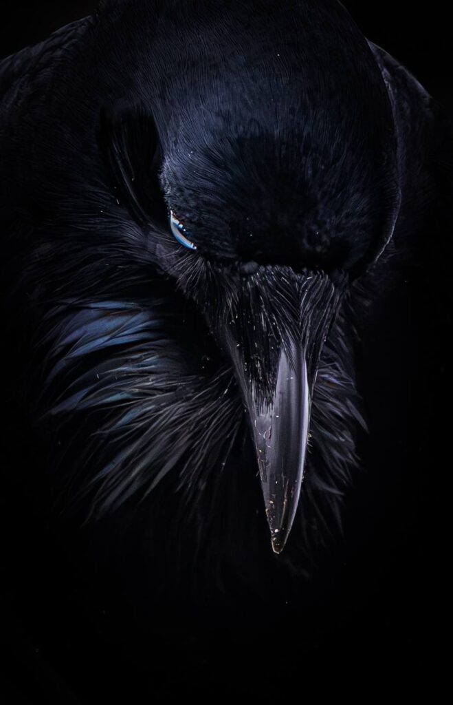 Australian Raven (Corvus coronoides) © Matt Laughton﻿
