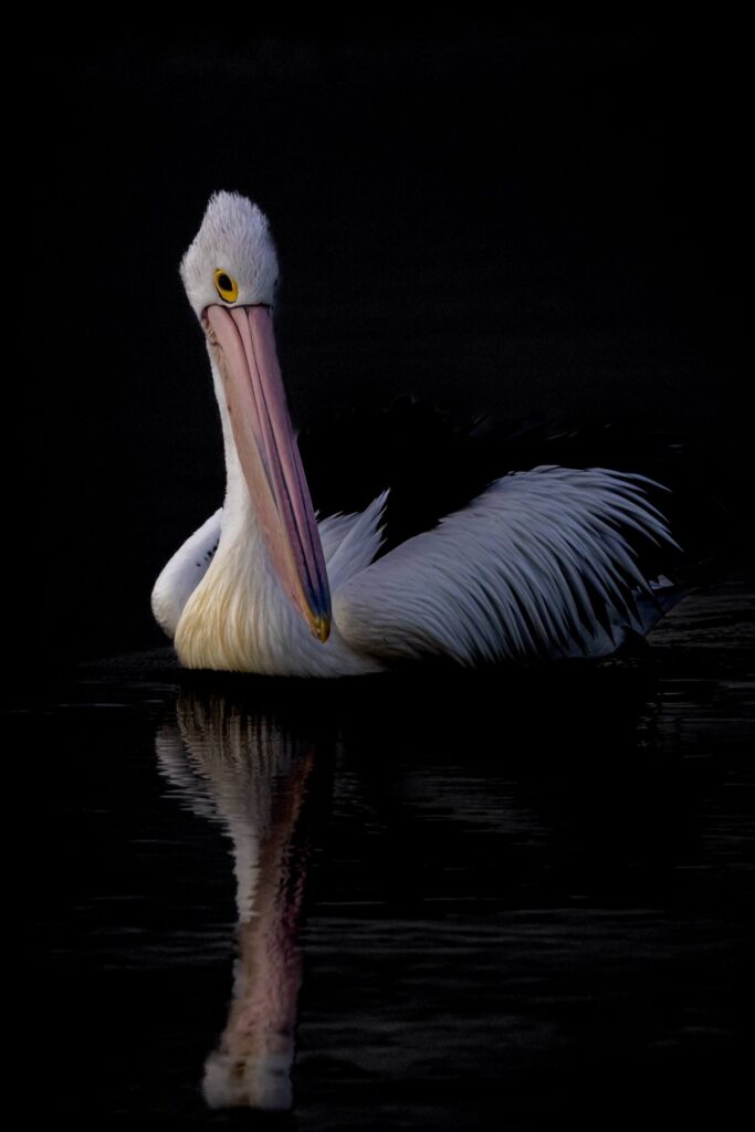 Australian Pelican © Matt Laughton﻿