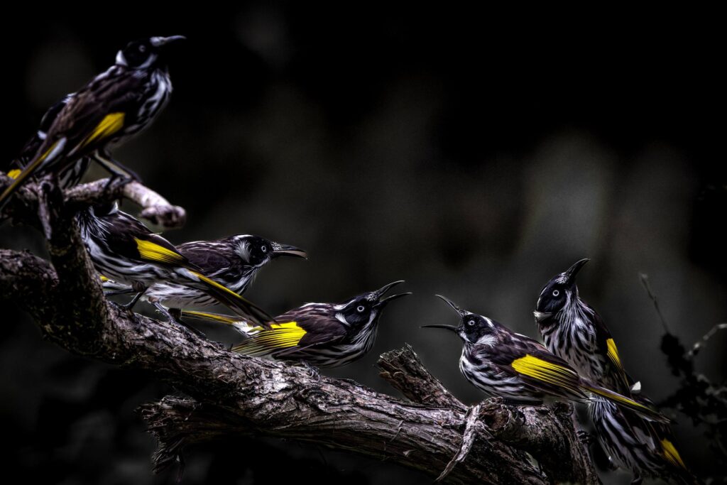 New Holland Honeyeaters © Matt Laughton﻿