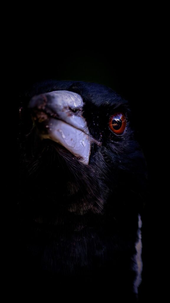 Australian Raven (Corvus coronoides) © Matt Laughton﻿
