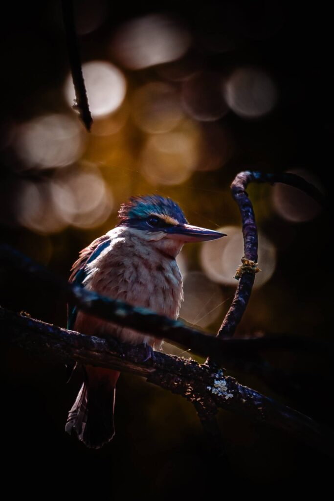 Sacred Kingfisher © Matt Laughton﻿