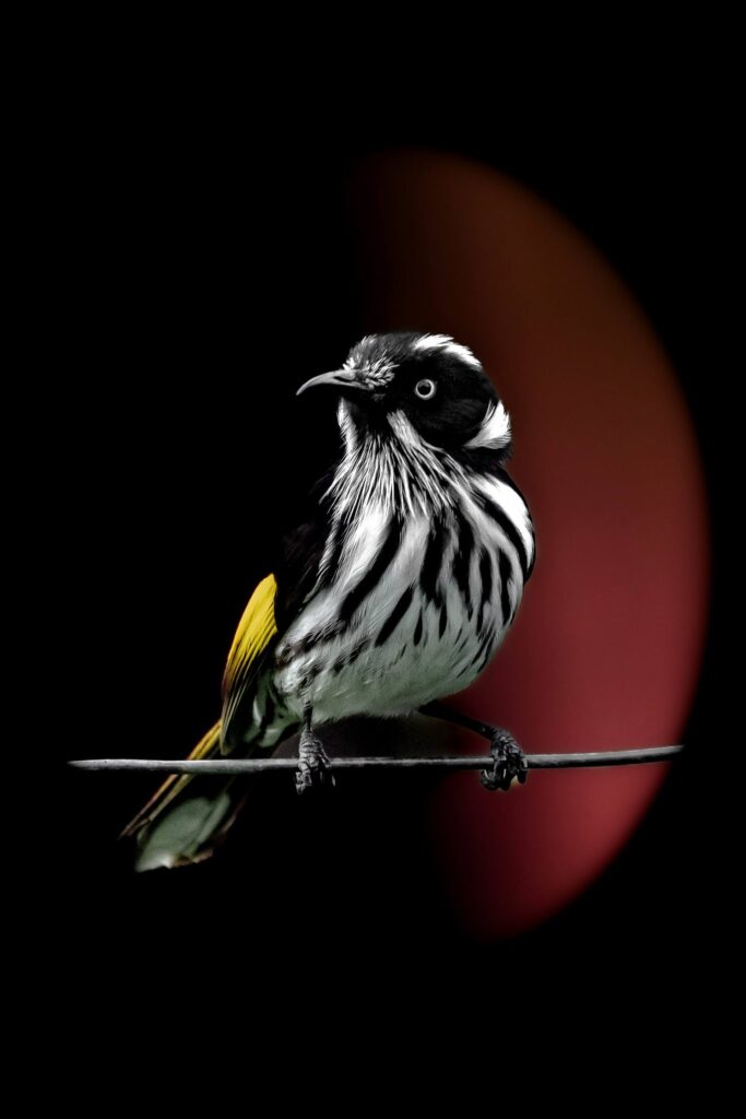 New Holland Honeyeater © Matt Laughton﻿