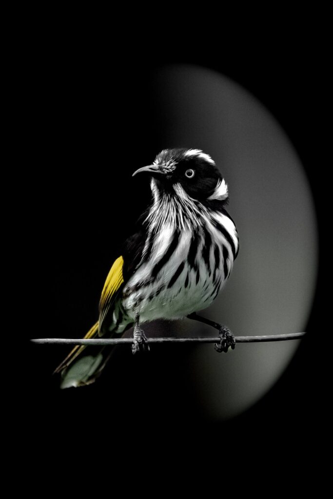 New Holland Honeyeater © Matt Laughton﻿