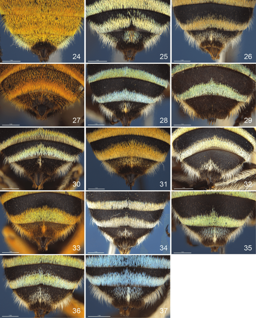 The genus Amegilla (Hymenoptera, Apidae, Anthophorini) in Australia: A revision of the subgenera Notomegilla and Zonamegilla, Authors Remko Leys, Michael Batley, Katja Hogendoorn