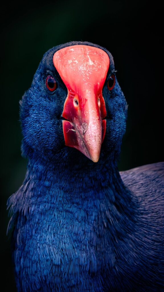 Australasian Swamphen © Matt Laughton﻿