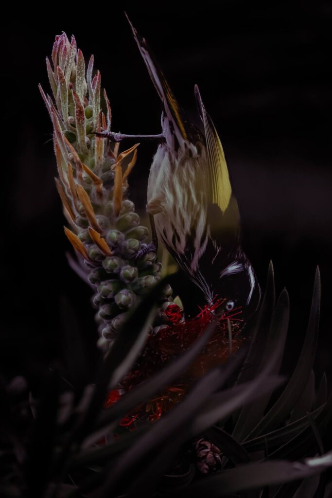 New Holland Honeyeater © Matt Laughton﻿