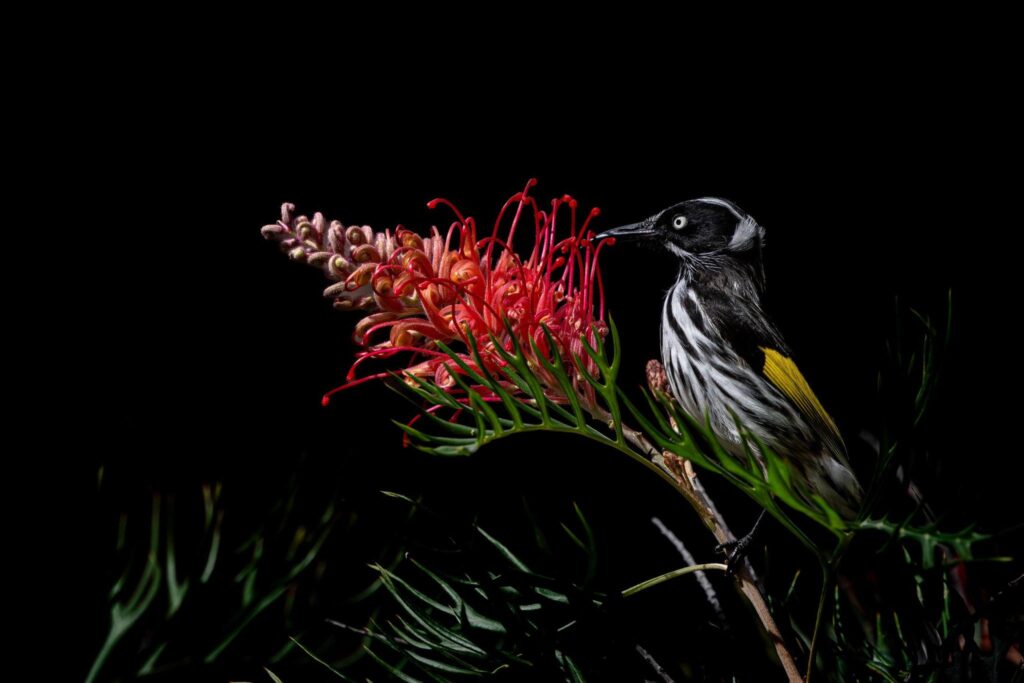 New Holland Honeyeater © Matt Laughton﻿