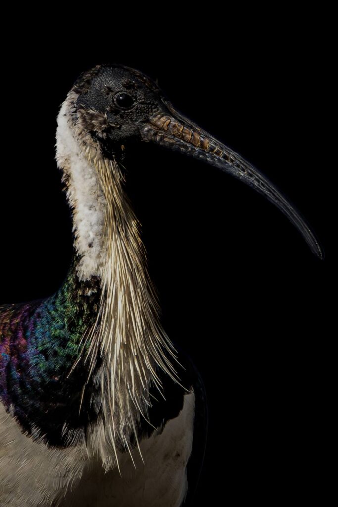 Straw-necked Ibis © Matt Laughton﻿