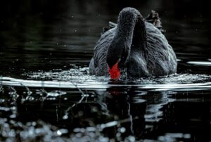 Black Swan © Matt Laughton﻿