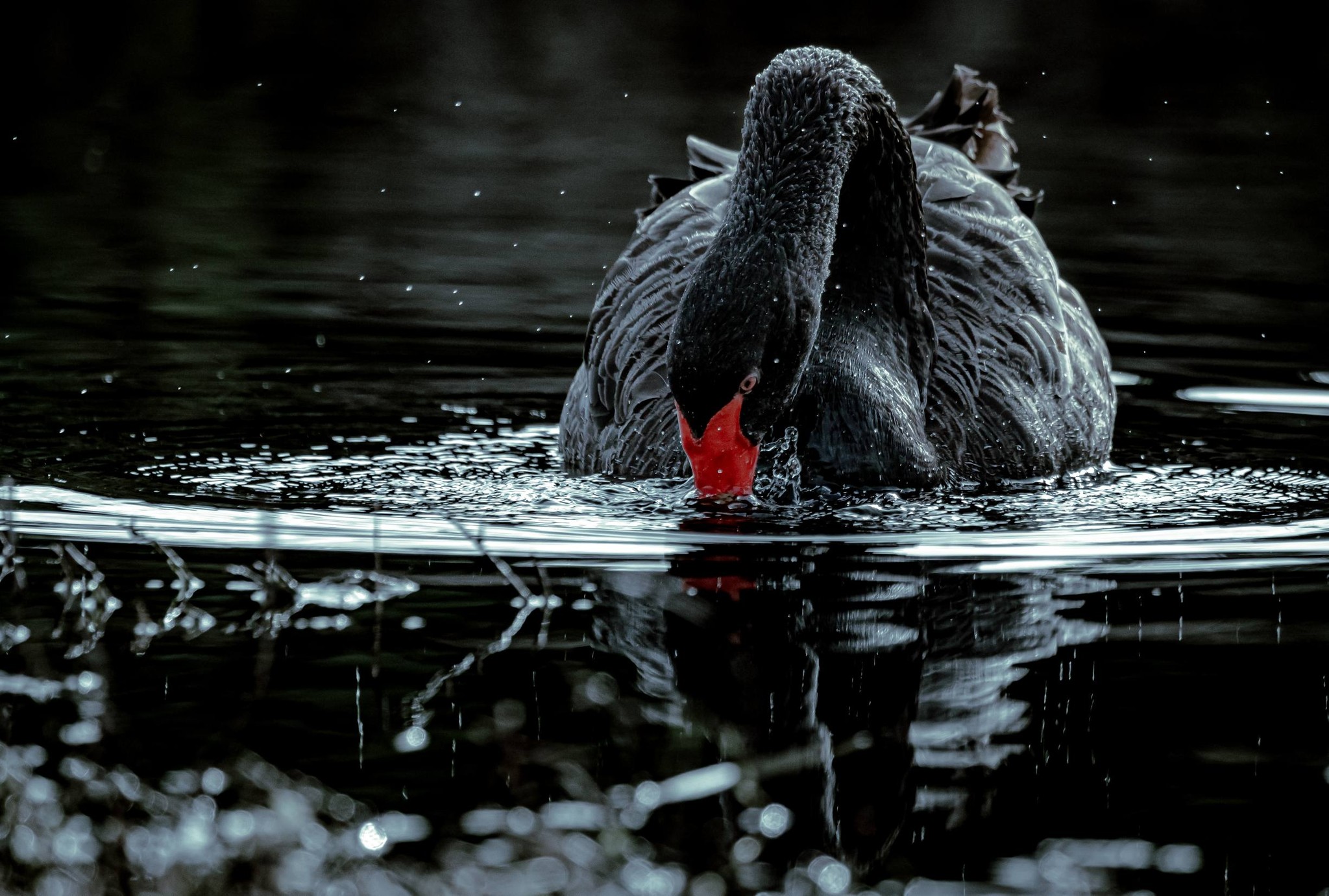 Black Swan © Matt Laughton﻿