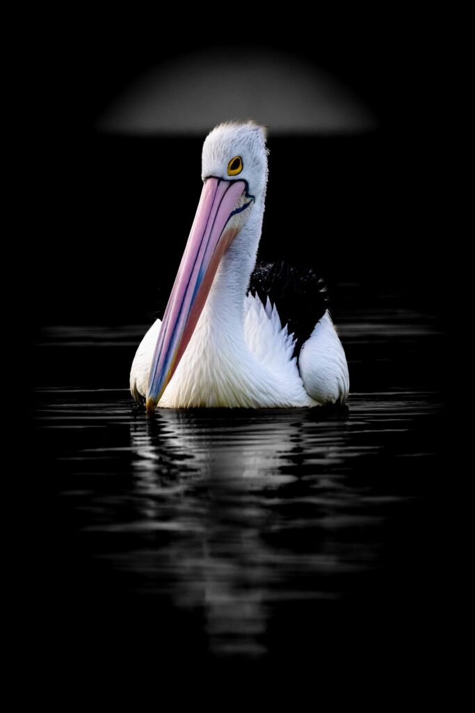 Australian Pelican © Matt Laughton﻿