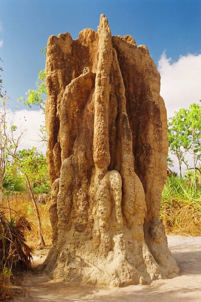 5 m high Termite Mound, Top End NT © Hans Boessum