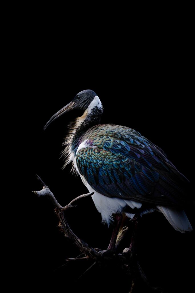 Straw-necked Ibis © Matt Laughton﻿