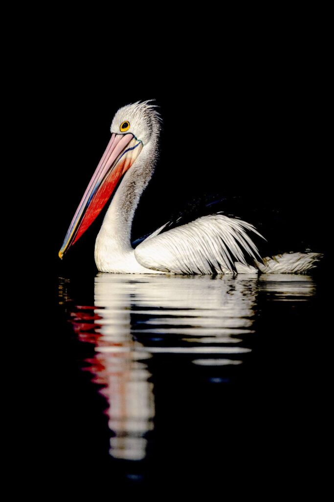 Australian Pelican © Matt Laughton﻿