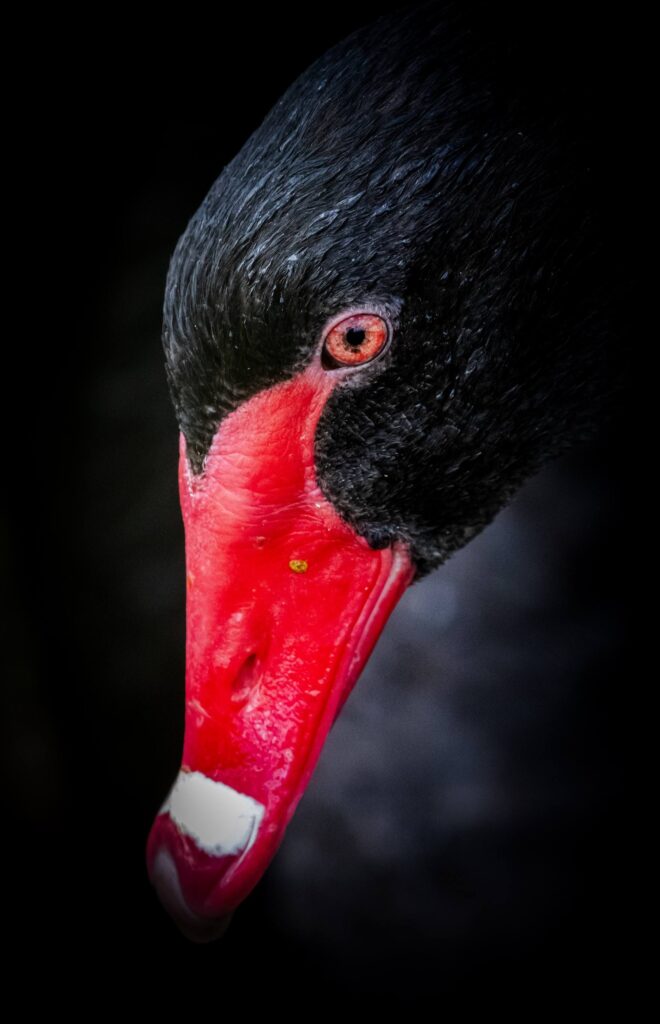 Black Swan © Matt Laughton﻿