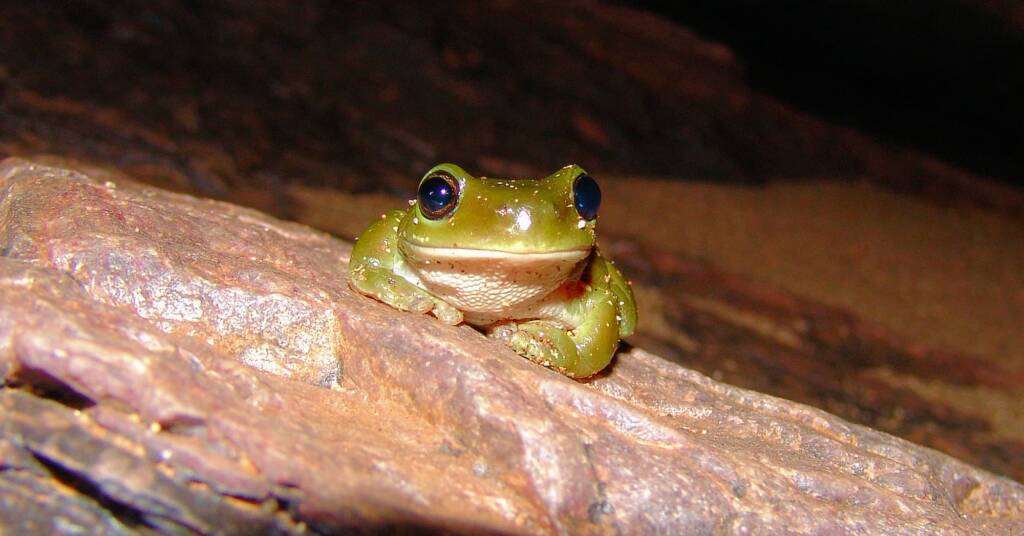 Centralian Tree Frog (also known as the Centralian Green Tree Frog)