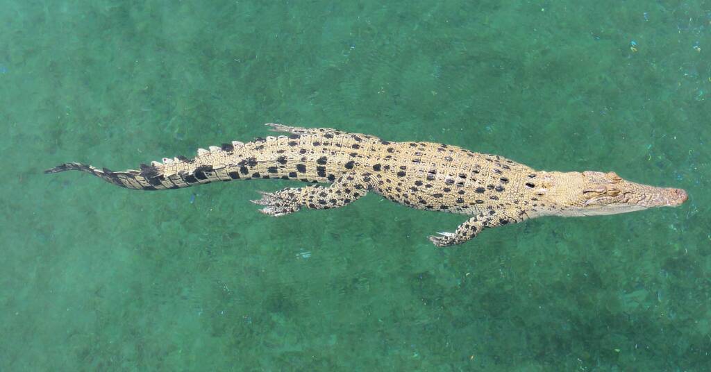 Crocodile, Top End, NT