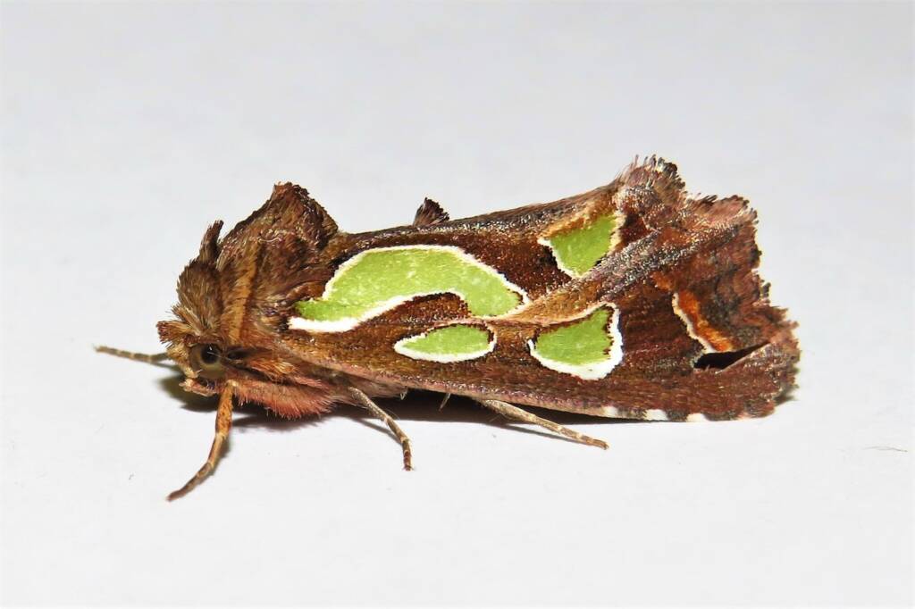 Green-blotched Moth (Cosmodes elegans), Wallaga Lake NSW © Deb Taylor