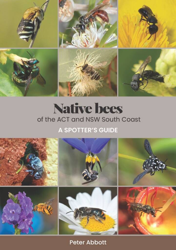 Native Bees ACT, Native bees of the ACT and NSW South Coast, A spotter’s guide by Peter Abbott, https://nativebeesact.net/