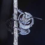 Lipotriches muscosa, Ballandean QLD © Marc Newman