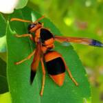 Abispa ephippium (Mud-nest Wasp), Alice Springs NT