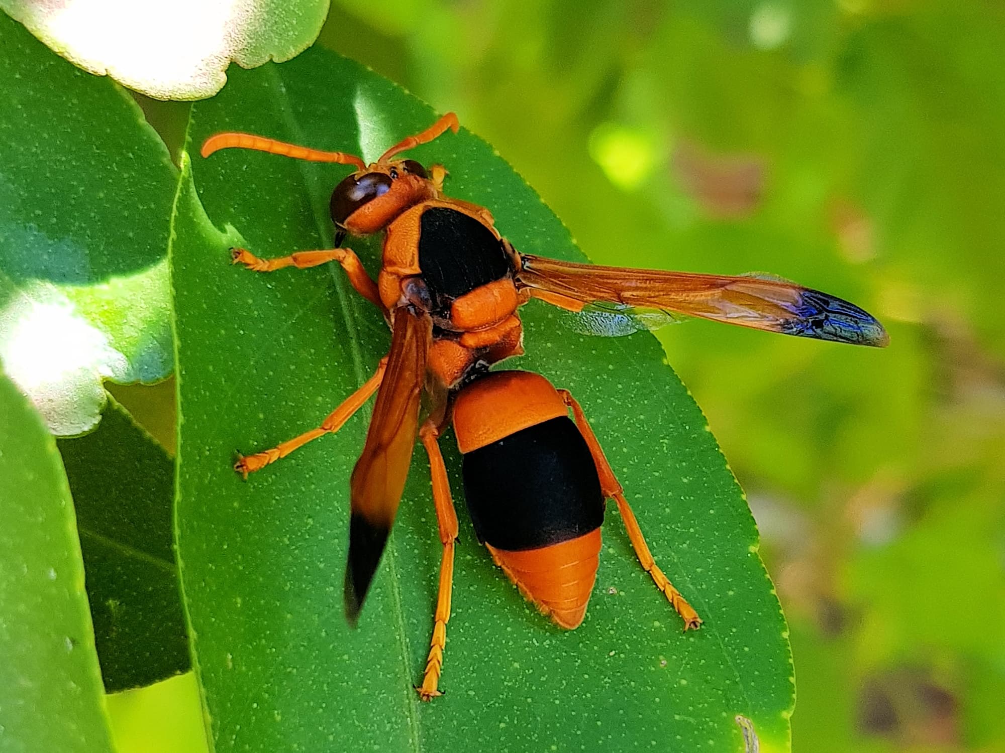 Australian Large Wasps Ausemade