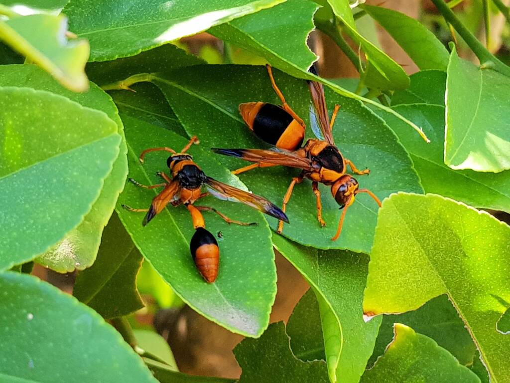 Abispa ephippium (Mud-nest Wasp) and Delta latreillei (Orange Potter Wasp), Alice Springs NT