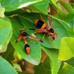 Abispa ephippium (Mud-nest Wasp) and Delta latreillei (Orange Potter Wasp), Alice Springs NT