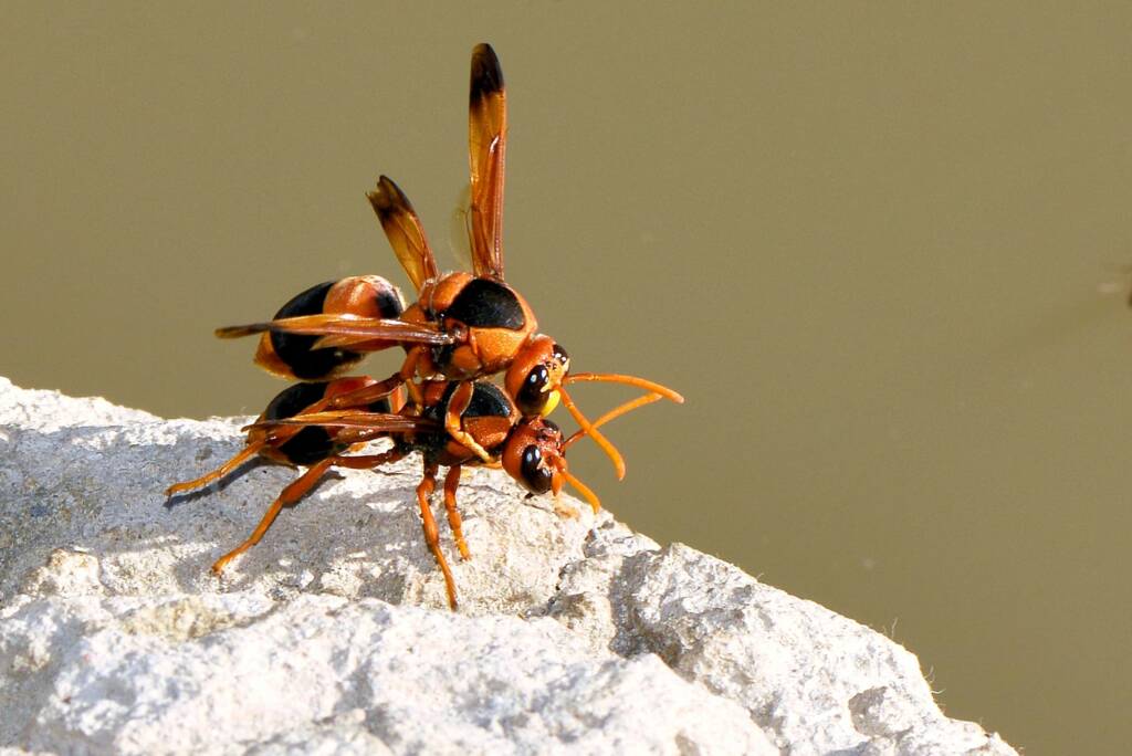 Abispa ephippium (Mud-nest Wasp) mating, Wandoo National Park © Jean and Fred Hort