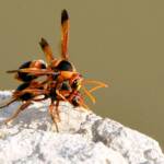 Abispa ephippium (Mud-nest Wasp) mating, Wandoo National Park © Jean and Fred Hort