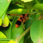 Mud Dauber/Orange Potter Wasp (Abispa ephippium), Alice Springs, NT